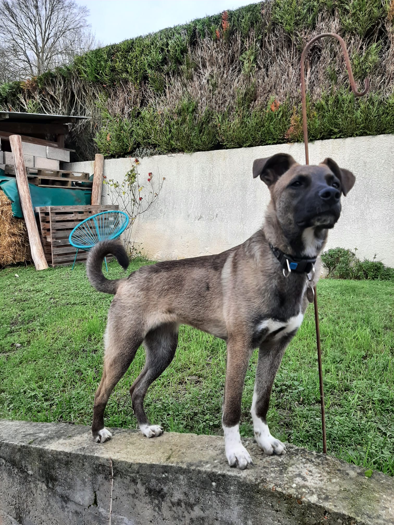 Chiens à adopter
